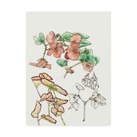Melissa Wang 'Begonia Study' Canvas Art,35x47